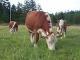 And Then There Will Be No Milk!